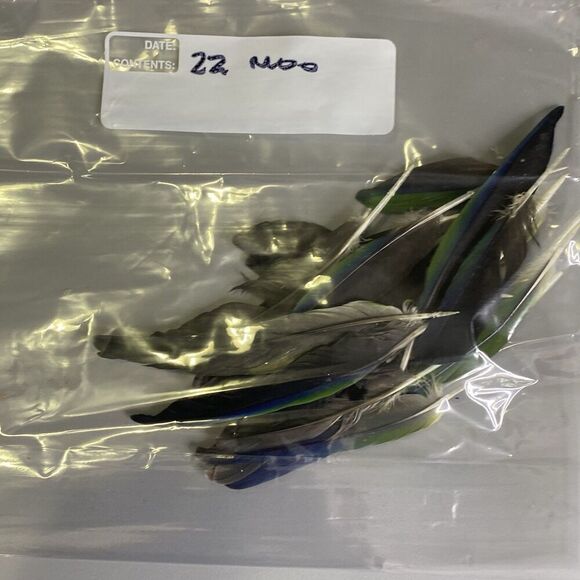 Nanday Conure Parrot Feathers Green Blue Black Mixed Naturally Molted 22 Piece - Picture 8 of 8